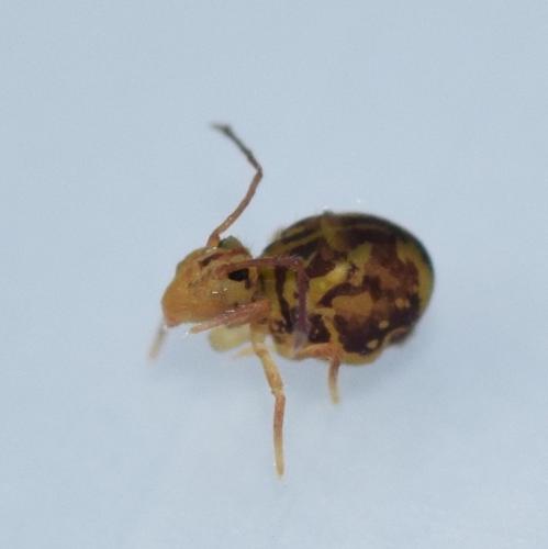 Dicyrtomina ornata